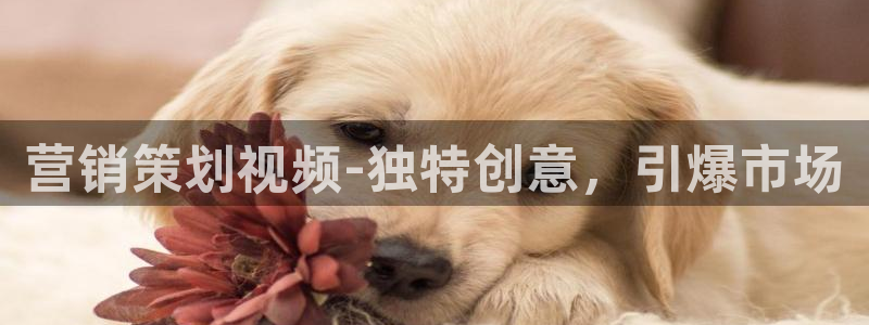必赢棋盘官网版